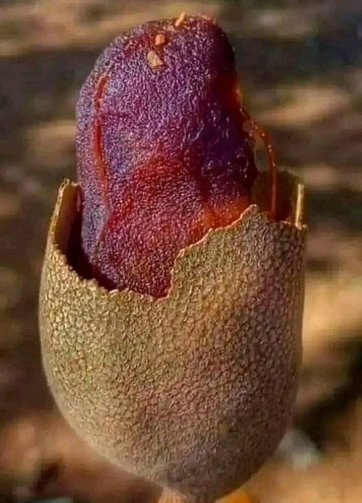 منتجات%20دان%20السودانية%20الطبيعية